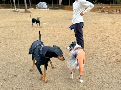 福犬のベルと同居犬のアダム 福犬のベルと同居犬のアダム