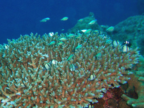 テーブルサンゴの上で遊んでいる小さな魚たち