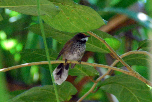 Rufous Fantail