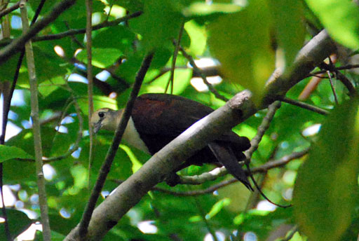 White-throated Ground-DovẽIX