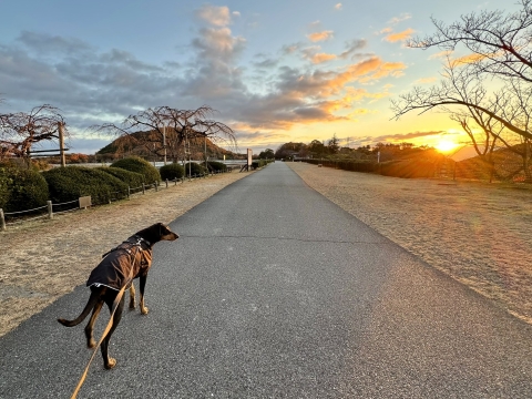 今朝は寒くなった 今朝は寒くなった