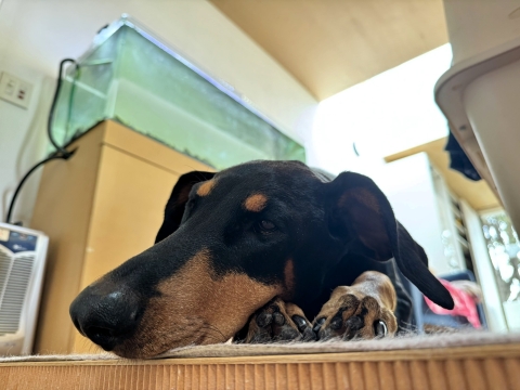 べったり度合パワーアップ べったり度合パワーアップ