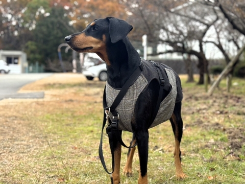 Fさんと散歩中の一コマ Fさんと散歩中の一コマ