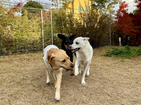 ジュリアとこたろうの庭で ジュリアとこたろうの庭で