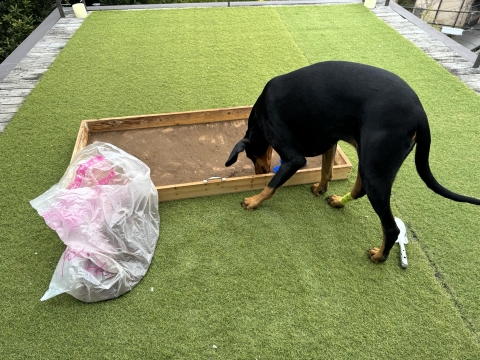 作業中様子を見にくる空水 作業中様子を見にくる空水