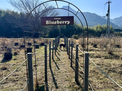 ��LOCASSE TAMBA�̃u���[�x���[��