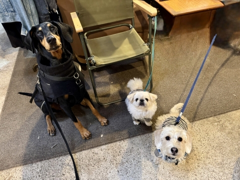 �����ł���������