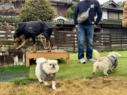 �����̃h�b�O�����ɂ�