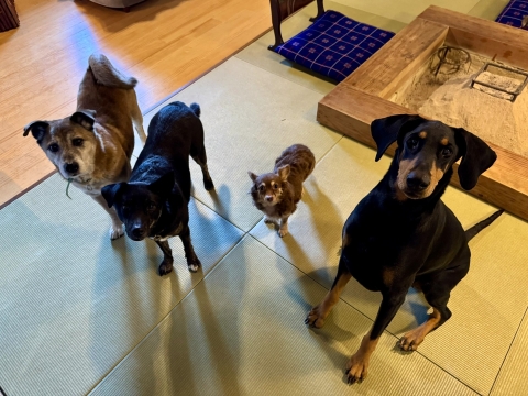 �a���ł�4S