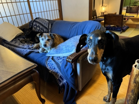 �u�����������͂񂩁H�v