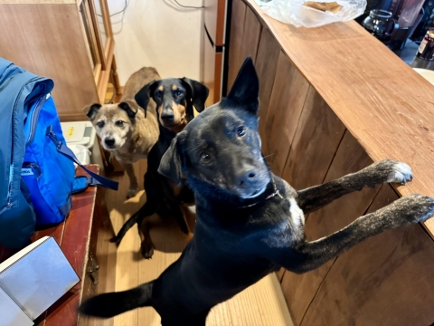 �򂢂���V����