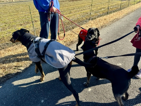 ���ߏ��̂�񂱂ɂ����A