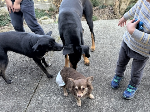 ���Ԍ���Ŕ��̃`���R������